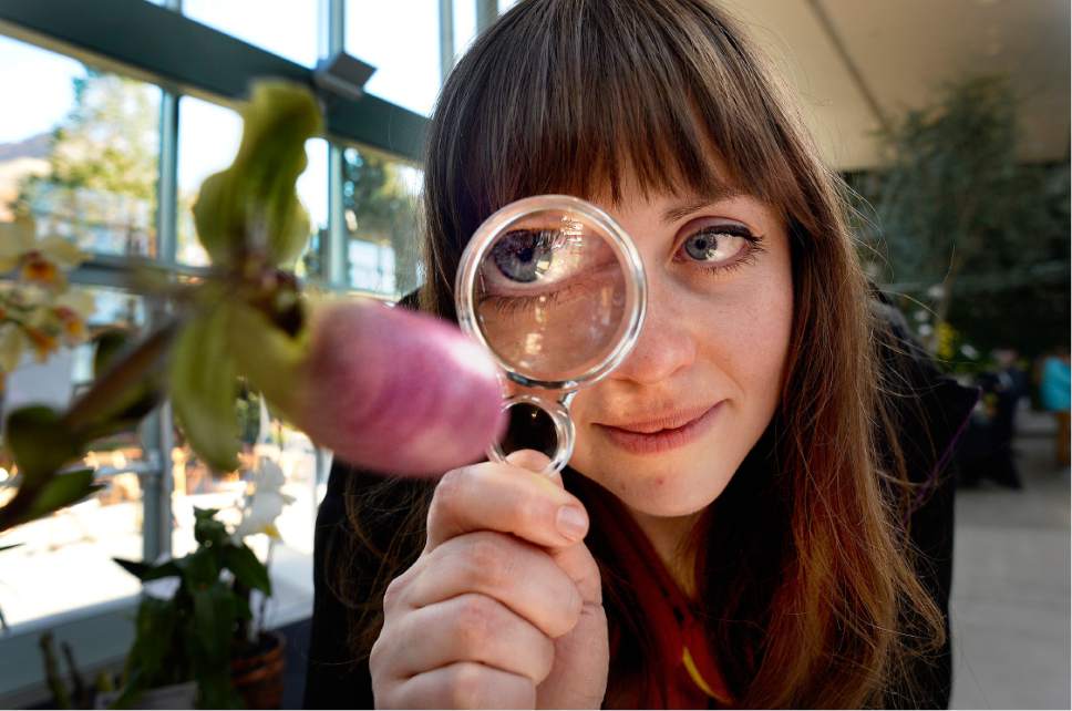 Scott Sommerdorf   |  The Salt Lake Tribune  
Sherylee Stout looks through a magnifying glass at a "Paph Victoria Regina" at the Fall Orchid Show, "A Symphony of Orchids!" Hosted by the Utah Orchid Society at Red Butte Garden on Saturday.