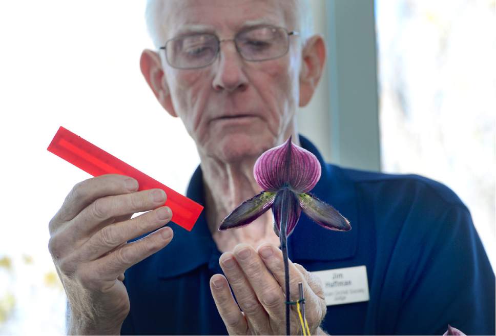 Scott Sommerdorf   |  The Salt Lake Tribune  
Judge Jim Huffman measures a Paphiopedium at the Fall Orchid Show, "A Symphony of Orchids!" hosted by the Utah Orchid Society at Red Butte Garden, Saturday, November 5, 2016.