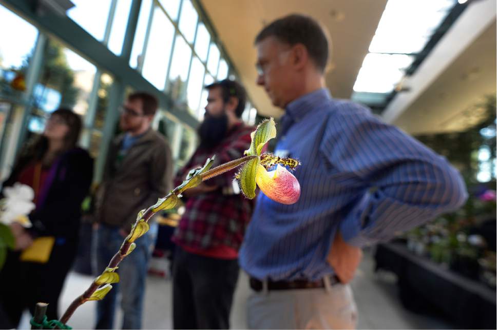 Scott Sommerdorf   |  The Salt Lake Tribune  
Entrants look at some of the other orchids entered into the Fall Orchid Show, "A Symphony of Orchids!" hosted by the Utah Orchid Society at Red Butte Garden, Saturday, November 5, 2016.