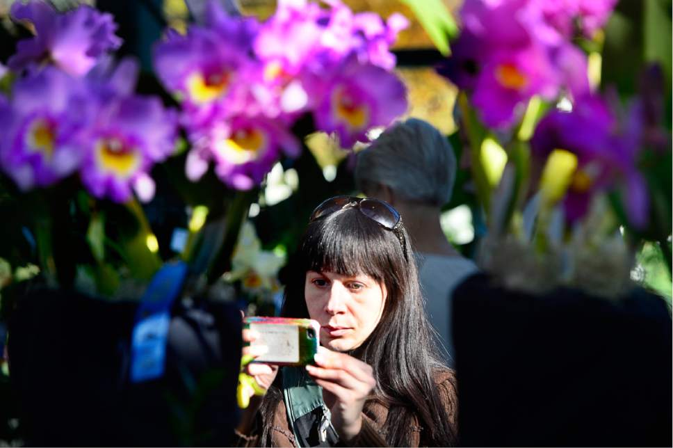 Scott Sommerdorf   |  The Salt Lake Tribune  
Anna Meigs, one of the presenters at the Fall Orchid Show, "A Symphony of Orchids!" makes photos of doe of the entrants at the show hosted by the Utah Orchid Society at Red Butte Garden, Saturday, November 5, 2016.