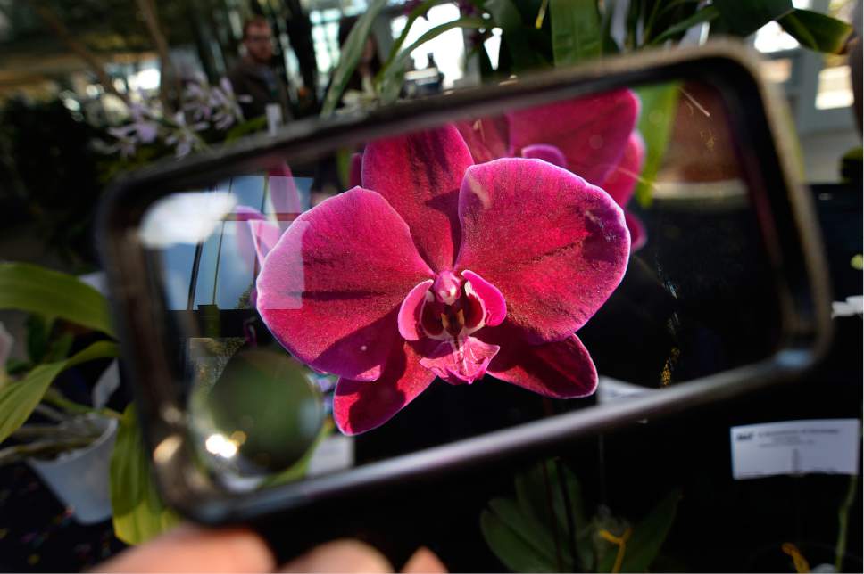 Scott Sommerdorf   |  The Salt Lake Tribune  
Through the looking glass at one of the orchids entered into the Fall Orchid Show, "A Symphony of Orchids!" hosted by the Utah Orchid Society at Red Butte Garden on Saturday.