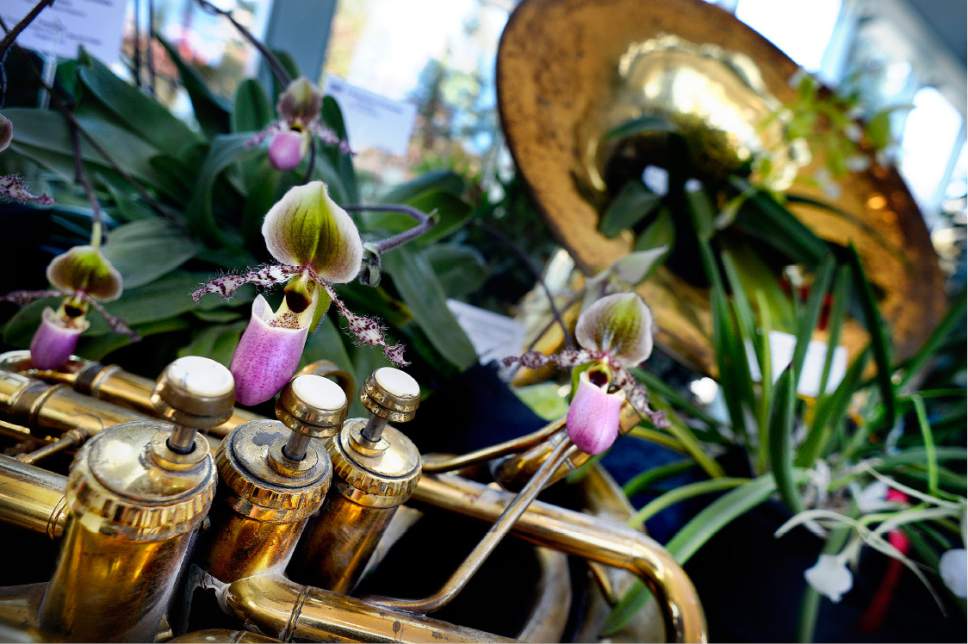 Scott Sommerdorf   |  The Salt Lake Tribune  
A "Paph. Macabre Presence" sits inside a sousaphone at the Fall Orchid Show, to match this years theme of "A Symphony of Orchids!" Hosted by the Utah Orchid Society at Red Butte Garden, Saturday, November 5, 2016.