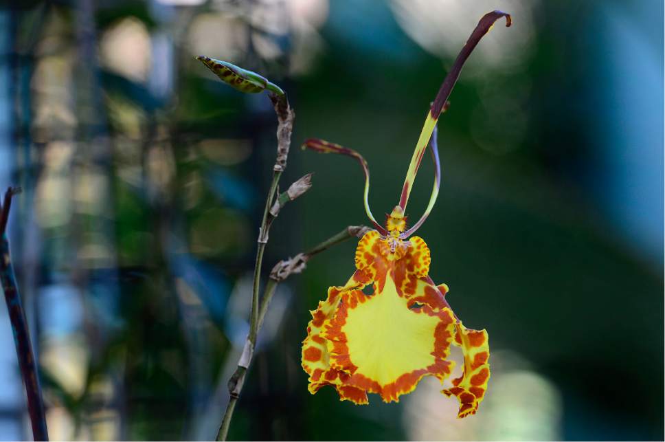 Scott Sommerdorf   |  The Salt Lake Tribune  
A "Psychopsis Mendenhall Hildos looks like a tiny Pokemon at the Fall Orchid Show, "A Symphony of Orchids!" hosted by the Utah Orchid Society at Red Butte Garden, Saturday, November 5, 2016.