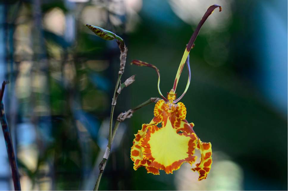 Gallery Orchid show blooms at Red Butte The Salt Lake Tribune