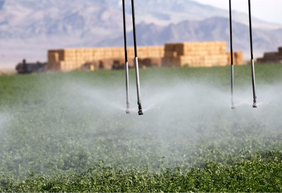 Al Hartmann  |  Tribune file photo
Water falls on alfalfa field from irrigation sprinkler on the Dean Baker ranch on the Nevada-Utah border.