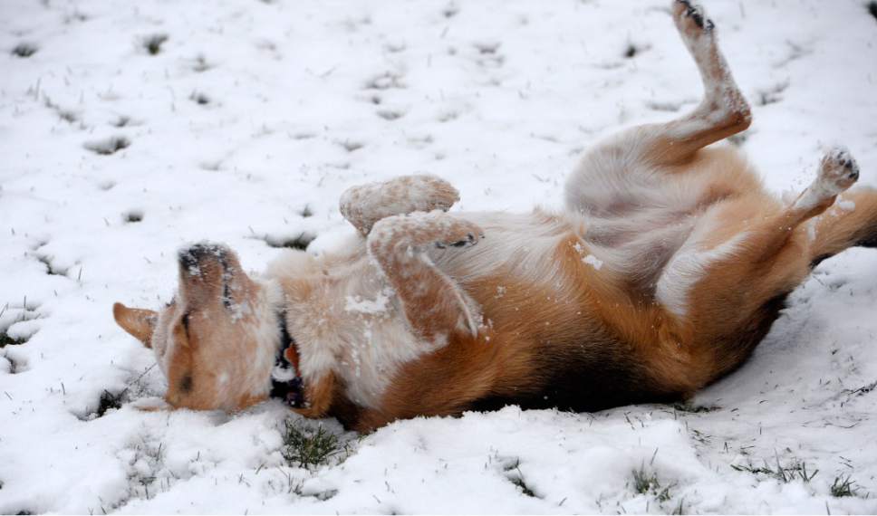 Al Hartmann  |  The Salt Lake Tribune
A dog enjoys a roll in the first snow of the season in Sugarhouse Park on Thursday.