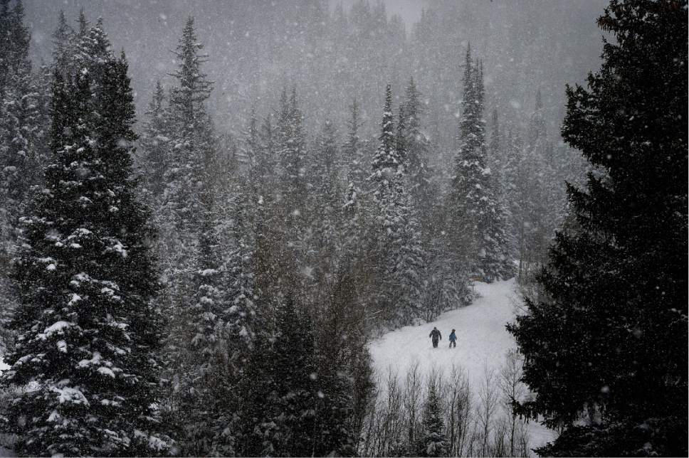 Scott Sommerdorf   |  The Salt Lake Tribune  
Hikers brave the wet snow as they hike just off of Big Cottonwood Canyon Road, Sunday November 27, 2016.
