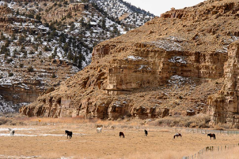 Trent Nelson  |  The Salt Lake Tribune
Horses in Nine Mile Canyon, Tuesday January 19, 2016.