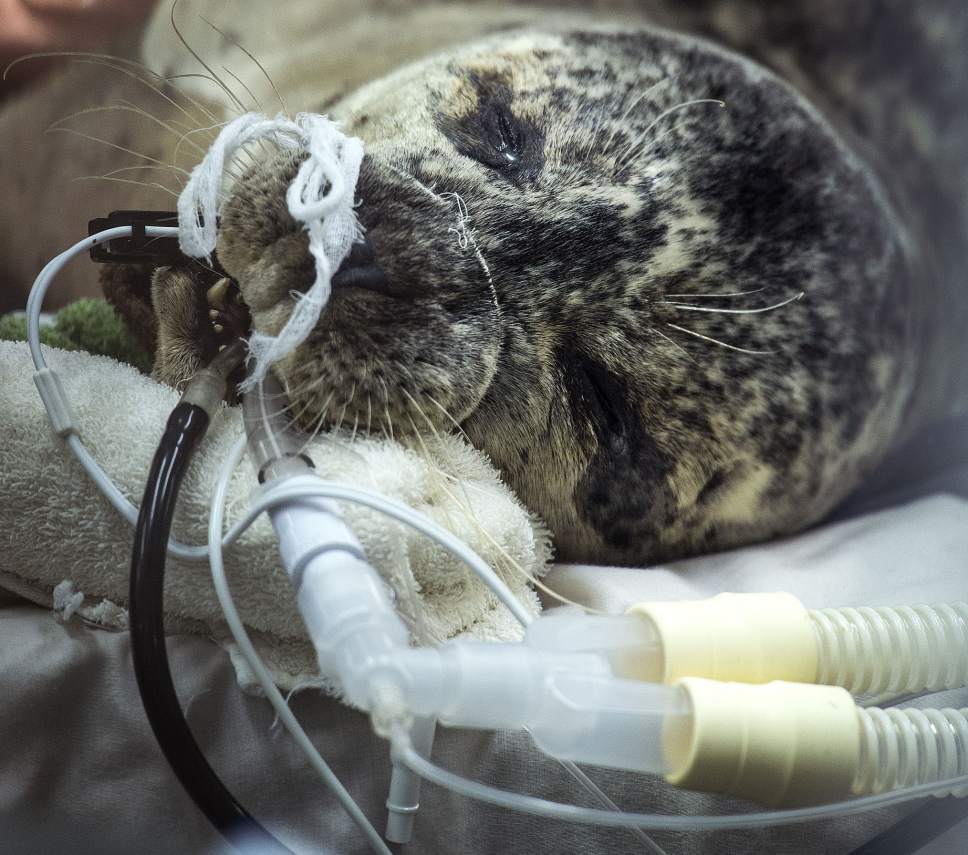 Steve Griffin / The Salt Lake Tribune


Surgery specialists from Florida join a Hogle Zoo team as they perform cataract surgery on zoo resident Nika, a 13-year-old harbor seal, at the care center at the Hogle Zoo in Salt Lake City Thursday December 1, 2016. Keepers and vet staff have seen the cataracts in her eye. They began developing in one eye first and then the other. The animal eye surgeon and pinniped (seals and sea lions) anesthesiologist are in town from Florida to help because it is tricky to do anesthesia on pinnipeds because of their complicated breathing mechanism. The plan is to remove the cataracts and have Nika recover in a holding room that is part of her enclosure at the zoo. Nikki will need to stay out of the water for about three weeks to heal.