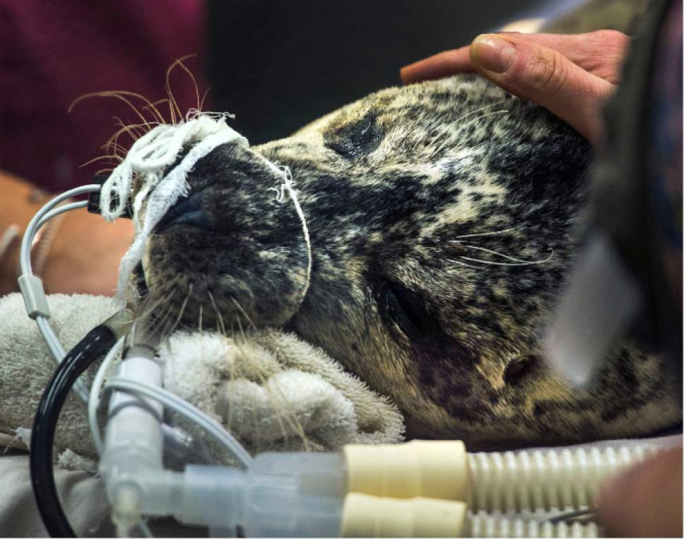 Steve Griffin / The Salt Lake Tribune


Surgery specialists from Florida join a Hogle Zoo team as they perform cataract surgery on zoo resident Nika, a 13-year-old harbor seal, at the care center at the Hogle Zoo in Salt Lake City Thursday December 1, 2016. Keepers and vet staff have seen the cataracts in her eye. They began developing in one eye first and then the other. The animal eye surgeon and pinniped (seals and sea lions) anesthesiologist are in town from Florida to help because it is tricky to do anesthesia on pinnipeds because of their complicated breathing mechanism. The plan is to remove the cataracts and have Nika recover in a holding room that is part of her enclosure at the zoo. Nikki will need to stay out of the water for about three weeks to heal.