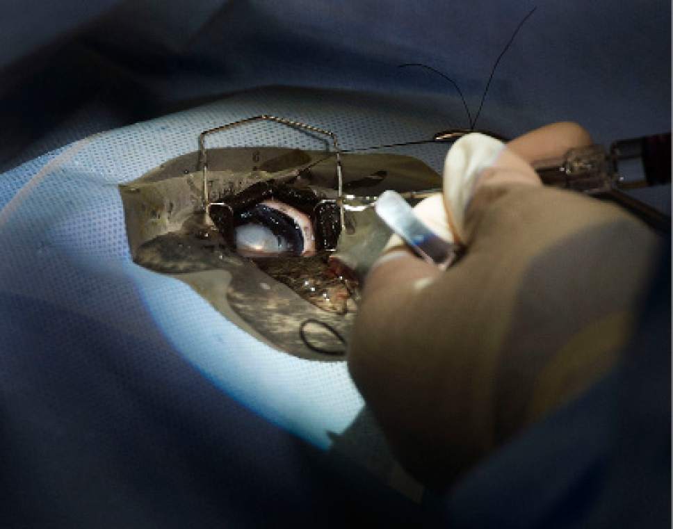 Steve Griffin / The Salt Lake Tribune


Specialists from Florida join a Hogle Zoo team as they perform cataract surgery on zoo resident Nika, a 13-year-old harbor seal, at the care center at the Hogle Zoo in Salt Lake City Thursday December 1, 2016. Keepers and vet staff have seen the cataracts in her eye. They began developing in one eye first and then the other. The animal eye surgeon and pinniped (seals and sea lions) anesthesiologist are in town from Florida to help because it is tricky to do anesthesia on pinnipeds because of their complicated breathing mechanism. The plan is to remove the cataracts and have Nika recover in a holding room that is part of her enclosure at the zoo. Nikki will need to stay out of the water for about three weeks to heal.