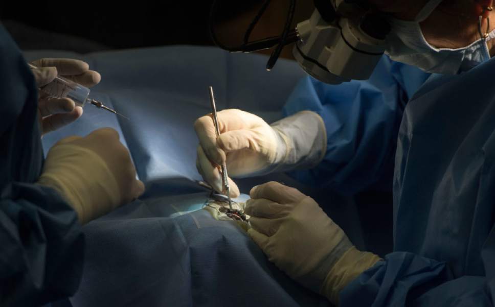 Steve Griffin / The Salt Lake Tribune


Specialists from Florida join a Hogle Zoo team as they perform cataract surgery on zoo resident Nika, a 13-year-old harbor seal, at the care center at the Hogle Zoo in Salt Lake City Thursday December 1, 2016. Keepers and vet staff have seen the cataracts in her eye. They began developing in one eye first and then the other. The animal eye surgeon and pinniped (seals and sea lions) anesthesiologist are in town from Florida to help because it is tricky to do anesthesia on pinnipeds because of their complicated breathing mechanism. The plan is to remove the cataracts and have Nika recover in a holding room that is part of her enclosure at the zoo. Nikki will need to stay out of the water for about three weeks to heal.