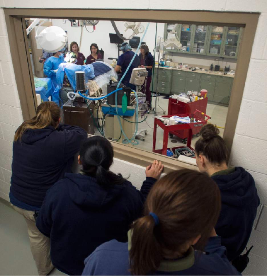 Steve Griffin / The Salt Lake Tribune


Zoo resident Nika, a 13-year-old harbor seal's, keepers keep a close eye on her as they watch surgery specialists from Florida and the Hogle Zoo perform cataract surgery, at the care center at the Salt Lake City zoo Thursday December 1, 2016. Keepers and vet staff have seen the cataracts in her eye. They began developing in one eye first and then the other. The animal eye surgeon and pinniped (seals and sea lions) anesthesiologist are in town from Florida to help because it is tricky to do anesthesia on pinnipeds because of their complicated breathing mechanism. The plan is to remove the cataracts and have Nika recover in a holding room that is part of her enclosure at the zoo. Nikki will need to stay out of the water for about three weeks to heal.