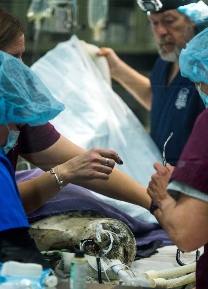 Steve Griffin / The Salt Lake Tribune


Surgery specialists from Florida join a Hogle Zoo team as they perform cataract surgery on zoo resident Nika, a 13-year-old harbor seal, at the care center at the Hogle Zoo in Salt Lake City Thursday December 1, 2016. Keepers and vet staff have seen the cataracts in her eye. They began developing in one eye first and then the other. The animal eye surgeon and pinniped (seals and sea lions) anesthesiologist are in town from Florida to help because it is tricky to do anesthesia on pinnipeds because of their complicated breathing mechanism. The plan is to remove the cataracts and have Nika recover in a holding room that is part of her enclosure at the zoo. Nikki will need to stay out of the water for about three weeks to heal.