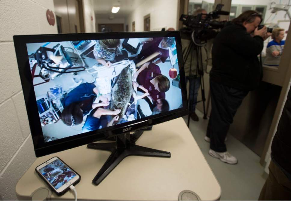 Steve Griffin / The Salt Lake Tribune


An overhead camera broadcasts surgery as specialists from Florida join a Hogle Zoo team as they perform cataract surgery on zoo resident Nika, a 13-year-old harbor seal, at the care center at the Hogle Zoo in Salt Lake City Thursday December 1, 2016. Keepers and vet staff have seen the cataracts in her eye. They began developing in one eye first and then the other. The animal eye surgeon and pinniped (seals and sea lions) anesthesiologist are in town from Florida to help because it is tricky to do anesthesia on pinnipeds because of their complicated breathing mechanism. The plan is to remove the cataracts and have Nika recover in a holding room that is part of her enclosure at the zoo. Nikki will need to stay out of the water for about three weeks to heal.