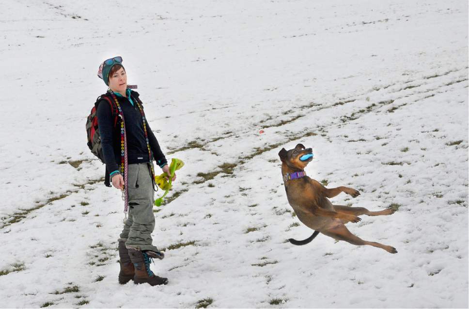 Scott Sommerdorf   |  The Salt Lake Tribune  
Krista Corbett's dog "Stella" seems defy gravity as she munches the ball thrown on the snow-covered field at Churchill Jr. High, Sunday, December 4, 2016.