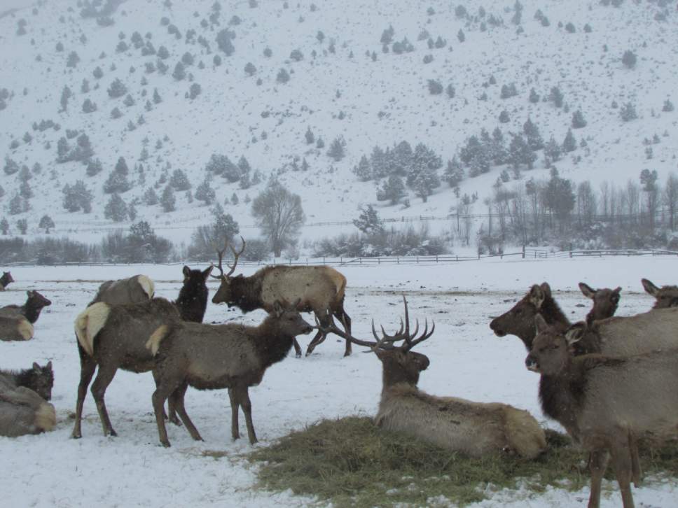 Tom Wharton  |  The Salt Lake Tribune

Elk at Hardware Ranch.