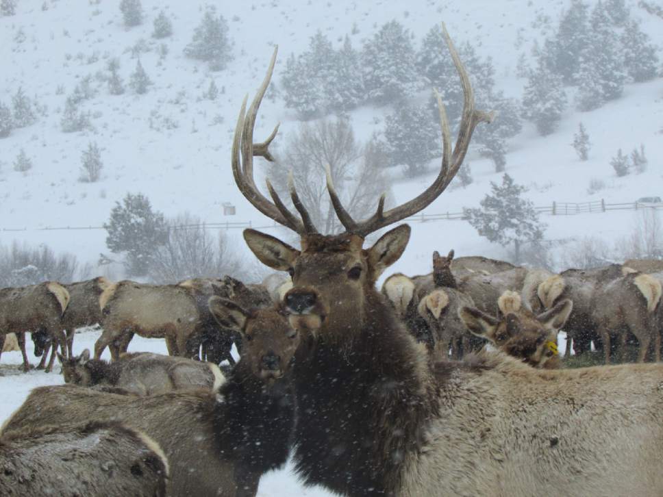 Tom Wharton  |  The Salt Lake Tribune

Wintering elk feed at Hardware Ranch near the top of Blacksmith Fork Canyon in Cache County,.