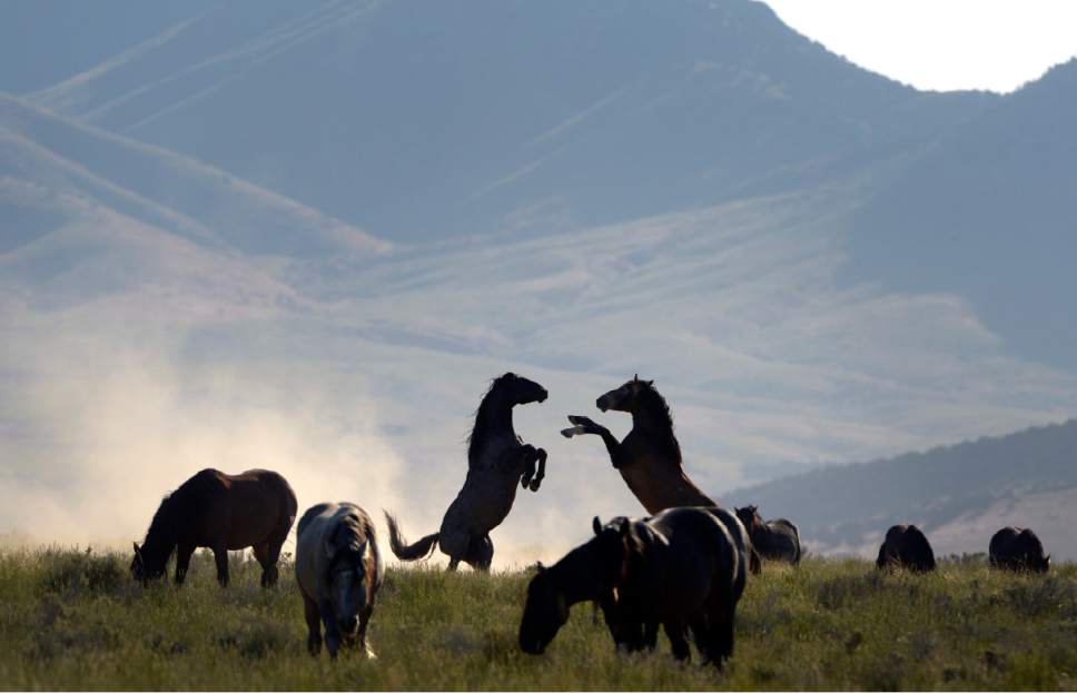 Rick Egan  |  Tribune file photo

Horses from the Onaqui wild horse herd, about 60 miles southwest of Tooele  near Simpson Springs, Thursday June 5, 2014.