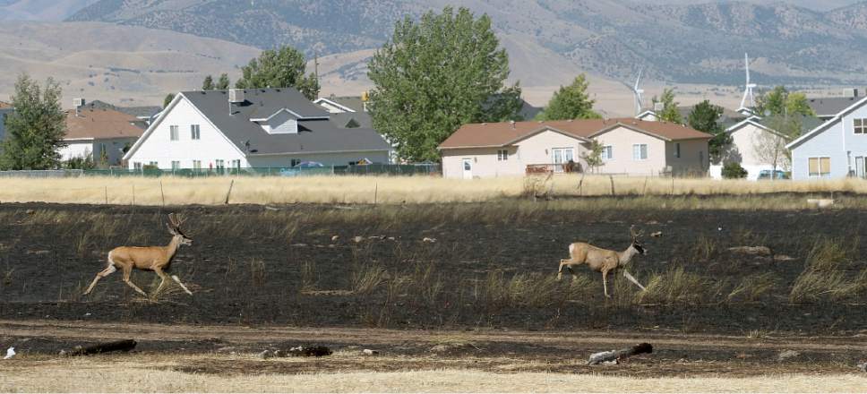 Al Hartmann  |  The Salt Lake Tribune 
Stressed and confused Mule Deer run across burned out field in Tooele, the scene of a wind-whipped fire that burned late Tuesday night.  Officials suspect  arson that destroyed 10 mobile homes and damaged eight others in in the 600 West 600 South area of Tooele before finally being controlled early Wednesday morning.