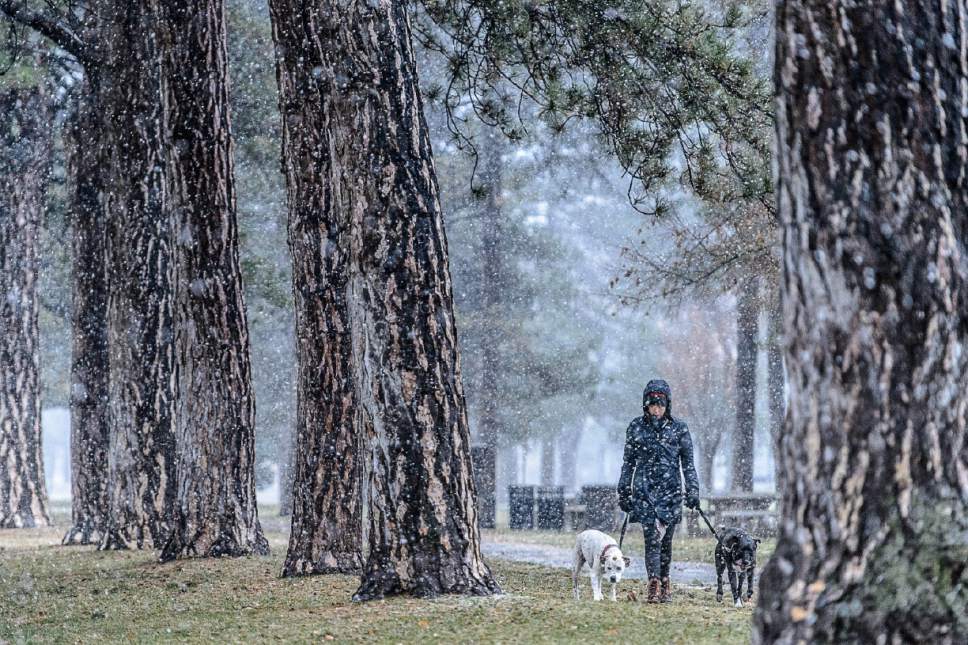 Trent Nelson  |  The Salt Lake Tribune
A woman walks a pair of dogs in the rain in Liberty Park, Salt Lake City Friday December 16, 2016.