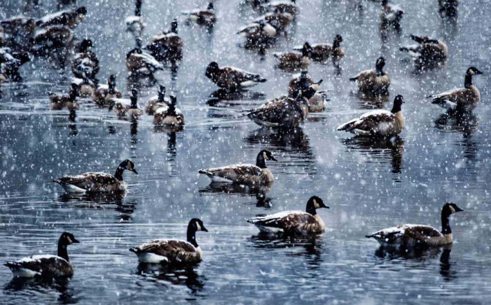 Steve Griffin  |  The Salt Lake Tribune
Canada geese collect snow on their backs as the float in the pond at Sugarhouse Park in Salt Lake City on Friday.