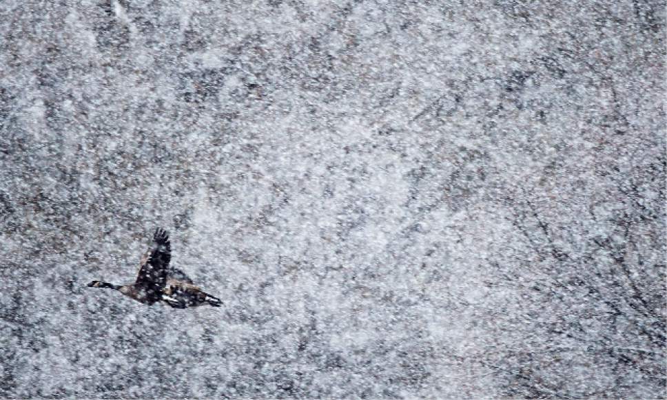 Steve Griffin / The Salt Lake Tribune


A pair of Canada geese fly throw the snow as they leave the pond at Sugarhouse Park in Salt Lake City Friday December 16, 2016.