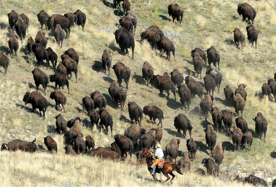Al Hartmann  |  The Salt Lake Tribune
Over 200 horseback riders drive about 500 bison from the southern tip of  Antelope Island State Park in this file photo.