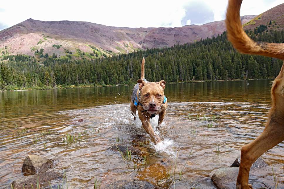 Lennie Mahler  |  The Salt Lake Tribune

Ronin plays in Dollar Lake, a popular stop on the way to Kings Peak in the Uinta Mountains. Monday, Sept. 5, 2016.