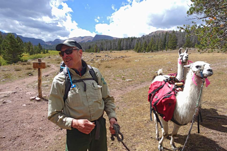Lennie Mahler  |  The Salt Lake Tribune

USFS ranger Steve Hartnett and his llamas pass Elkhorn Crossing, about 5.5 miles along Henrys Fork Trail toward Kings Peak in the Uinta Mountains. Monday, Sept. 5, 2016.