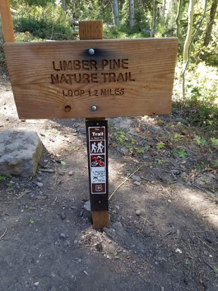 Jessica Miller  |  The Salt Lake Tribune

A sign marks the beginning of the Limber Pine Nature Trail.