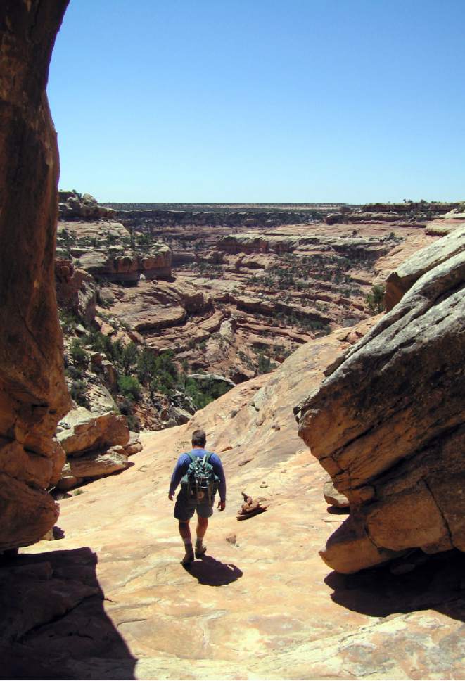 Al Hartmann  |  The Salt Lake Tribune 
Hiker decends into one of the dozens of sandstone canyons on Cedar Mesa in San Juan County.  The area is included for a proposed Bears Ears National Monument.