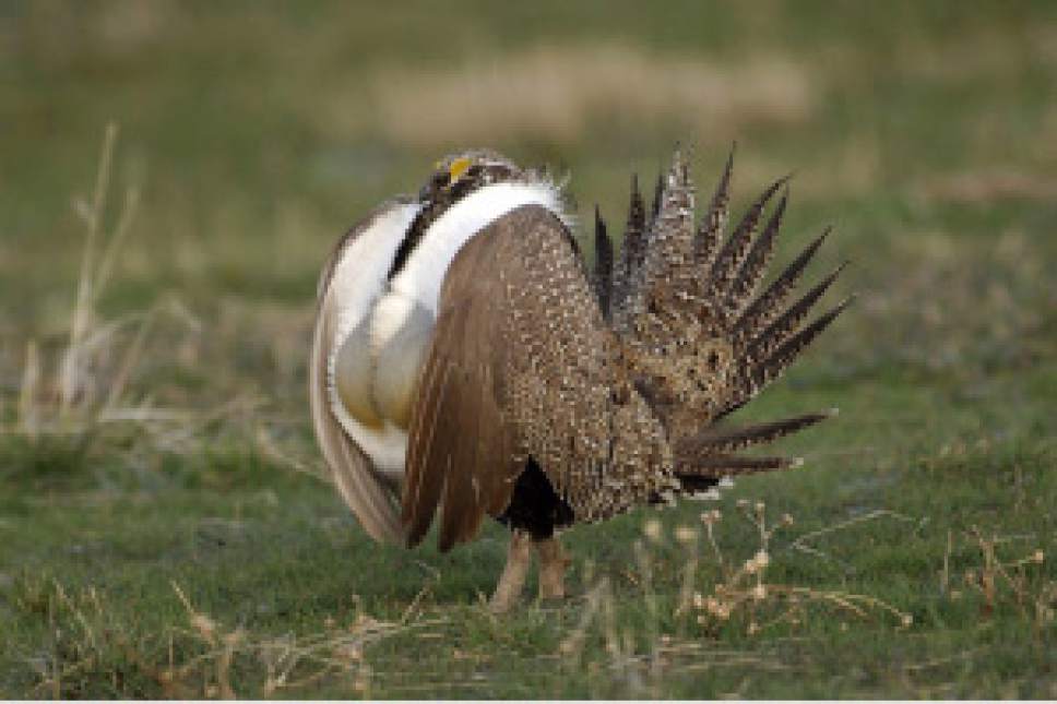 Interior looks to put 10 million acres off limits to mining to protect sage grouse habitat - The ...