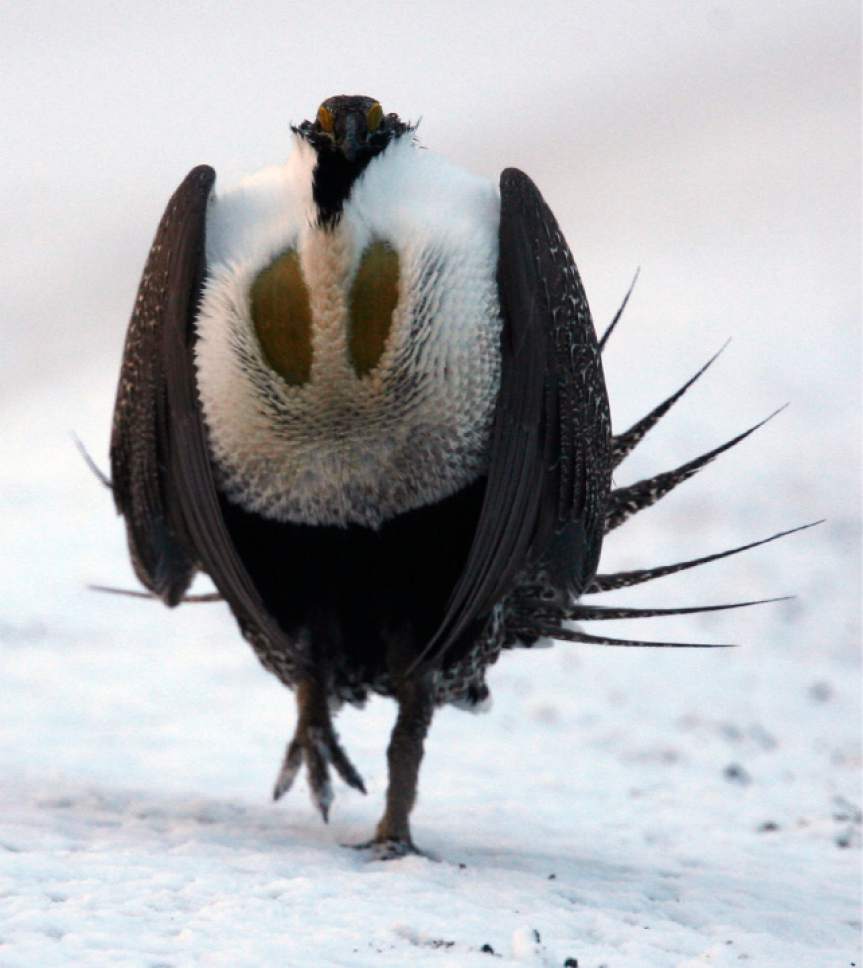 Sequence of Sage Grouse strut-mating dance in which the chest is inflated. The federal government has just listed the Gunnison sage grouse as a threatened species. Al Hartmann/Salt Lake Tribune