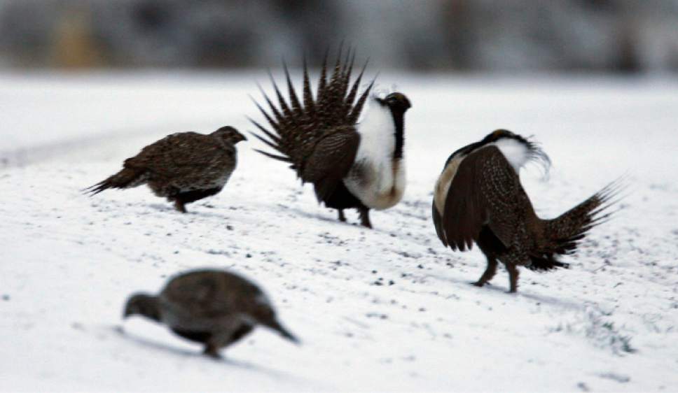 Two male Sage Grouse strut for attention of two females just after sunrise  at their lek on the Morgan and Summit county lines on Highway 65
near Henefer. The federal government has just listed the Gunnison sage grouse as a threatened species.   Al Hartmann/Salt Lake Tribune