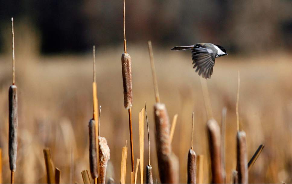 Scott Sommerdorf  |  The Salt Lake Tribune             
A Black Capped Chickadee darts among the cattails and reeds just south of Jordanelle Reservoir during the 112th annual Audubon Christmas Bird Count in 2011.