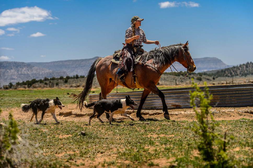 Trent Nelson  |  The Salt Lake Tribune
Tean Finicum rounds up cattle on the range near Tuweep, Arizona , Saturday May 21, 2016.