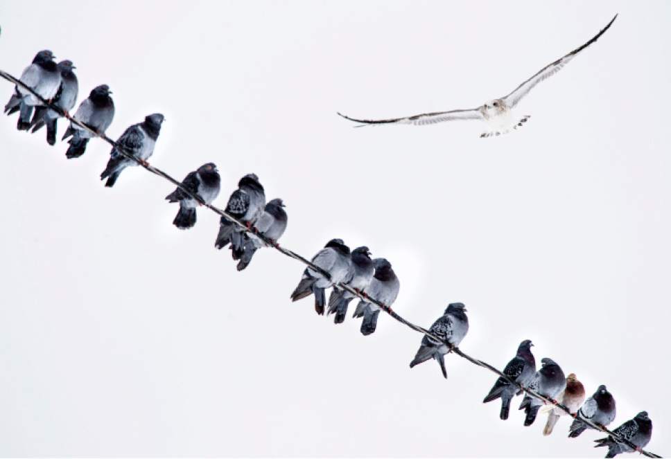 Steve Griffin / The Salt Lake Tribune

Pigeons perch on a power line as the try to keep warms as Salt Lake City woke to a blanket of fresh show on Christmas Day Sunday December 25, 2016.
