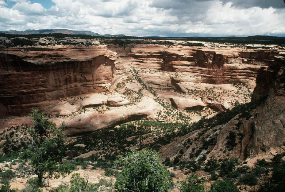 Al Hartmann  |  The Salt Lake Tribune 
A view into one of dozens of sandstone canyons on Cedar Mesa in San Juan County.  The area is included for a proposed Bears Ears National Monument.