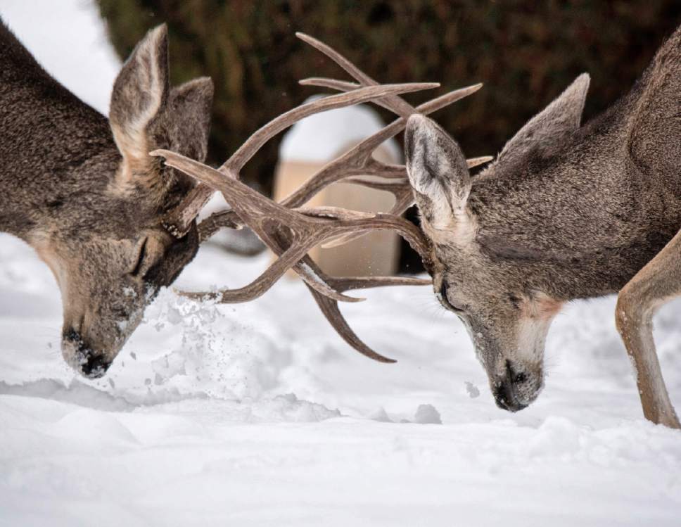 Lennie Mahler  |  The Salt Lake Tribune

Two deer bucks fight in the snow in the Salt Lake City Cemetery, Monday, Jan. 2, 2017.