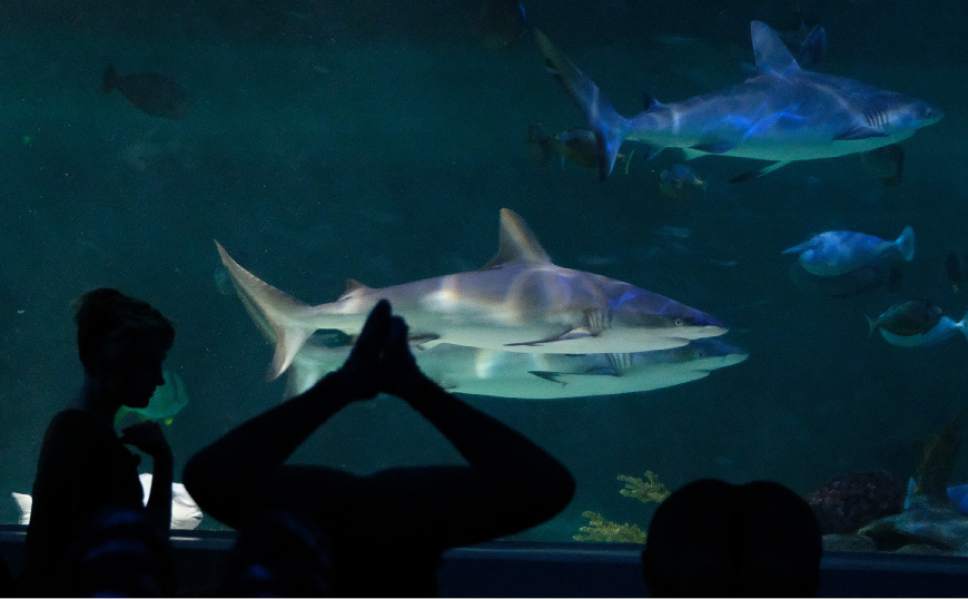 Francisco Kjolseth  |  The Salt Lake Tribune
Loveland Living Planet Aquarium in Draper hosts a yoga class for 88 people in front of the 300,000 gallon shark tank on Thursday, Jan. 5, 2017.