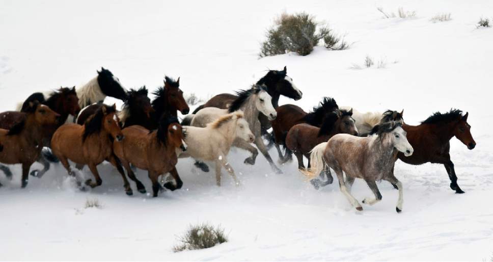 Chris Detrick  |  The Salt Lake Tribune
Wild horses from Utah's Swasey herd are rounded up by Cattoor Livestock Roundup Co in the West Desert near the Swasey Mountains Thursday February 14, 2013. Under the Bureau of Land Management operation 50 miles west of Delta, helicopter wranglers will gather 262 horses. One hundred will be released back into the Swasey Herd Management Area -- one of Utah's 19 HMAs on federal land. Many of the horses released will be mares treated with the contraceptive Porcine Zona Pellucida (PZP-22).