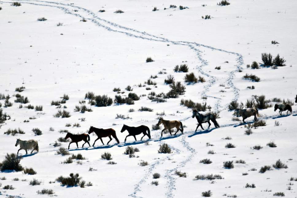 Chris Detrick  |  The Salt Lake Tribune
Wild horses from Utah's Swasey herd are rounded up by Cattoor Livestock Roundup Co in the West Desert near the Swasey Mountains Thursday February 14, 2013. Under the Bureau of Land Management operation 50 miles west of Delta, helicopter wranglers will gather 262 horses. One hundred will be released back into the Swasey Herd Management Area -- one of Utah's 19 HMAs on federal land. Many of the horses released will be mares treated with the contraceptive Porcine Zona Pellucida (PZP-22).