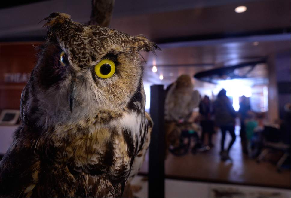 Scott Sommerdorf   |  The Salt Lake Tribune  
A display of owls including this Great Horned Owl greets these visitors arriving during Owl Day at The Bear River Migratory Bird Refuge, Saturday, January 14, 2017.