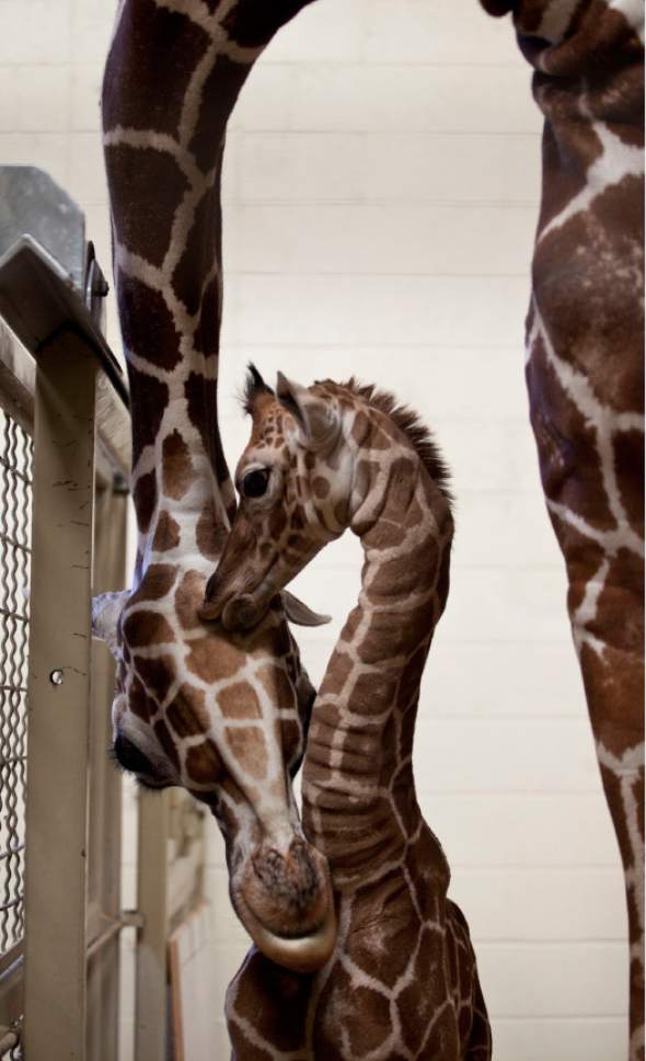 Tribune file photo by Lennie Mahler  |  
 Kipenzi, a momma giraffe at Utah's Hogle Zoo seen here in a 2012 photograph nuzzling her then 10-day-old daughter, lost a 3-week-old calf on Wednesday. The baby was born small and failed to thrive despite efforts of the zoo's veterinanarians and keepers.