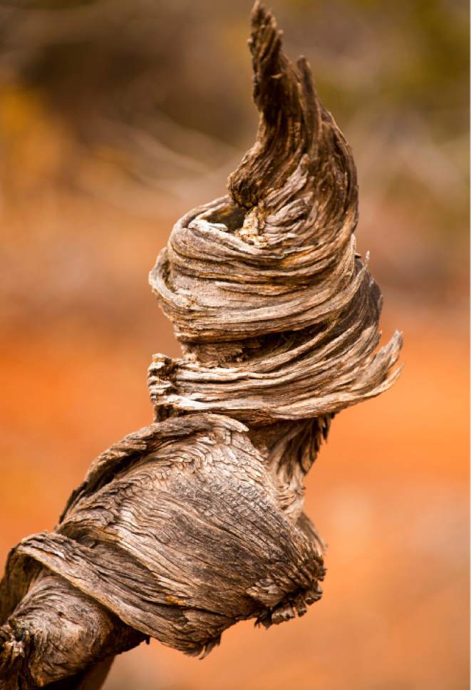 Rick Egan  |  The Salt Lake Tribune

A knotted tree on trail between Owachomo Bridge and Kachina Bridge, in Natural Bridges National Monument, Friday, January 13, 2017.