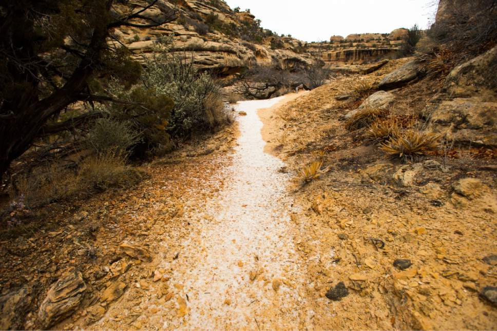 Rick Egan  |  The Salt Lake Tribune

Snow on the trail between Owachomo Bridge and Kachina Bridge, in Natural Bridges National Monument, Friday, January 13, 2017.