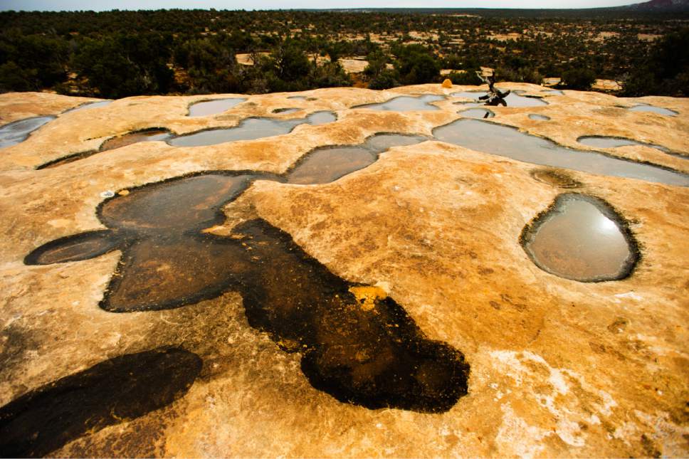 Rick Egan  |  The Salt Lake Tribune

The trail between Owachomo Bridge and Kachina Bridge, in Natural Bridges National Monument, Friday, January 13, 2017.