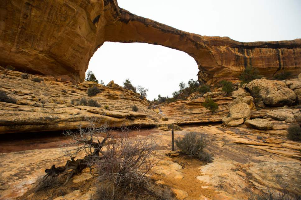 Rick Egan  |  The Salt Lake Tribune

Owachomo Bridge, in Natural Bridges National Monument, Friday, January 13, 2017.