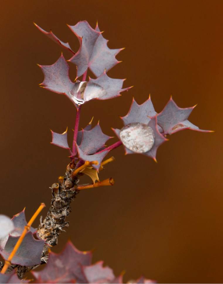 Rick Egan  |  The Salt Lake Tribune

Native Holly, on the trail between Owachomo Bridge and Kachina Bridge, in Natural Bridges National Monument, Friday, January 13, 2017.